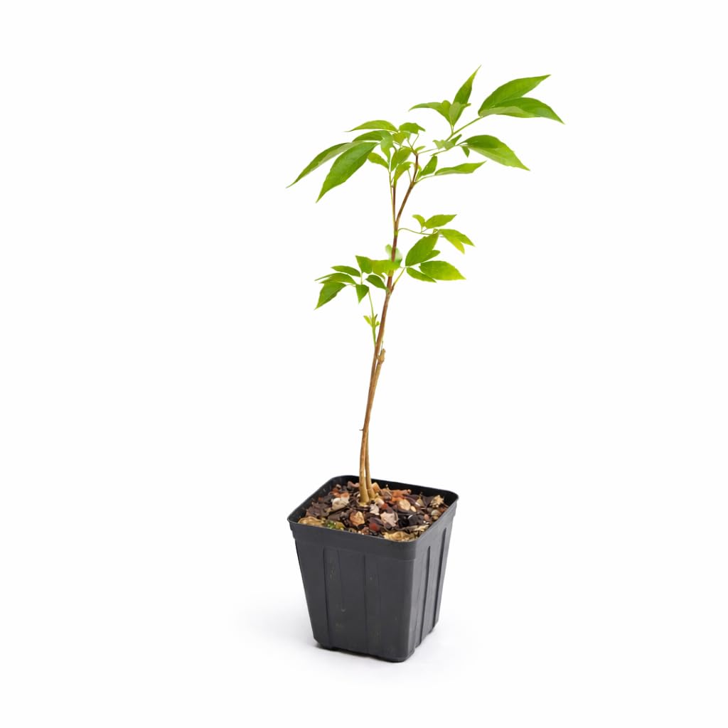 Black Elderberry Tree - 6-12" Tall Live Plant - Quart Pot - Antioxidant-Rich Berry Fruit Shrub - Sambucus Canadensis