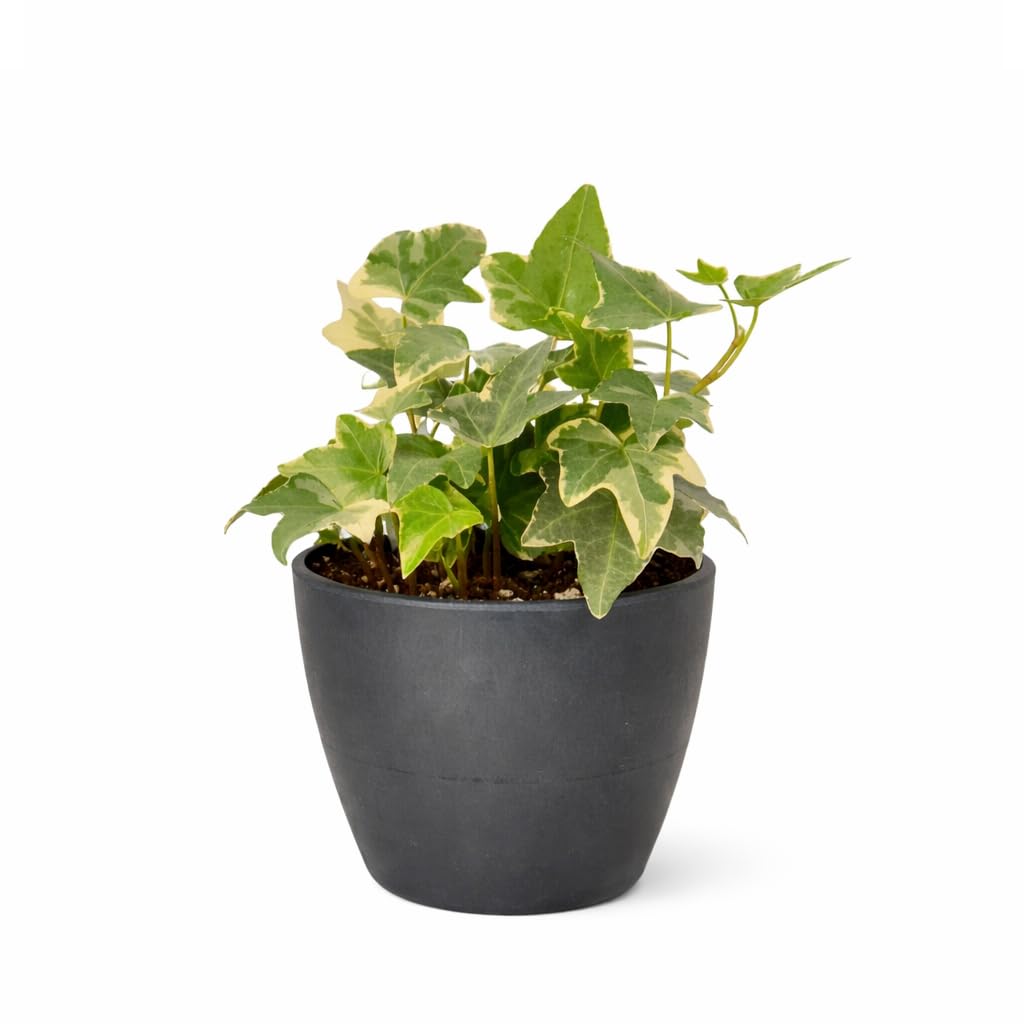 Glacier English Ivy (4 inch) - Air-Purifying Houseplants - 4/6 inch Unique Live Decorative Houseplants - Low-Maintenance Indoor Plants, House Warming Gift, Natural Air Purifier