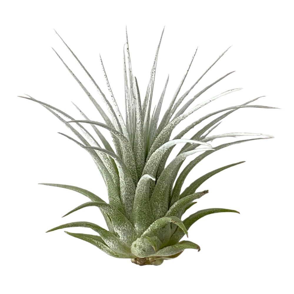 Christmas Air Plants, Set of 3, Ionantha Guatemala Tillandsia Holiday Plant, Live Airplant, Healthy Arrival Guaranteed, Great Indoor Plant, Air Purification, Easy Care, Home & Garden (Red Green White)
