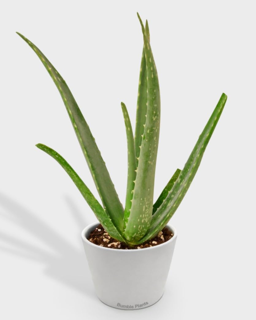 Aloe Barbadensis Mill Vera-4" Pot/White Cylinder - Live Plant Easy Care, Low Maintenance for Home Decor - Air Purification Houseplant