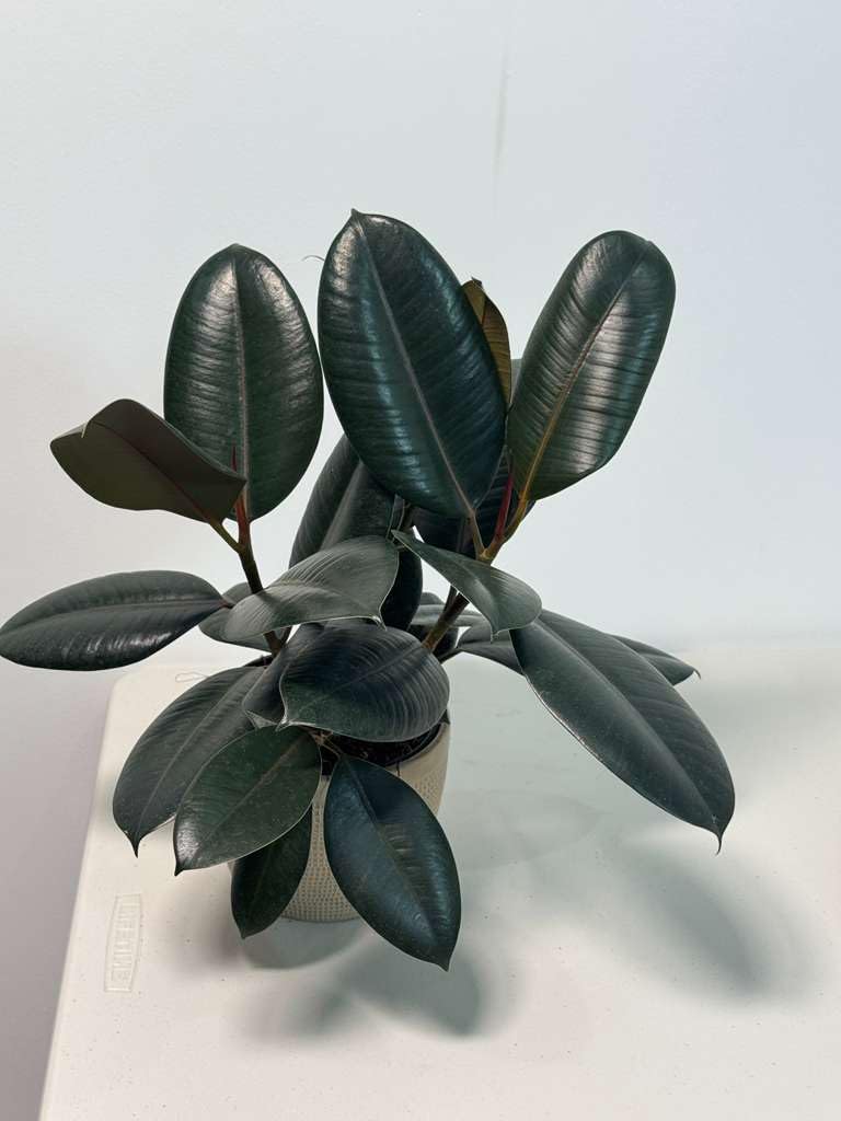 PLANTVERS Ficus Elastica ‘Burgundy’ Live Plant in 6" Grow Pot - Burgundy Rubber Tree – Low-Maintenance Indoor Houseplant | Air-Purifying Indoor Plant