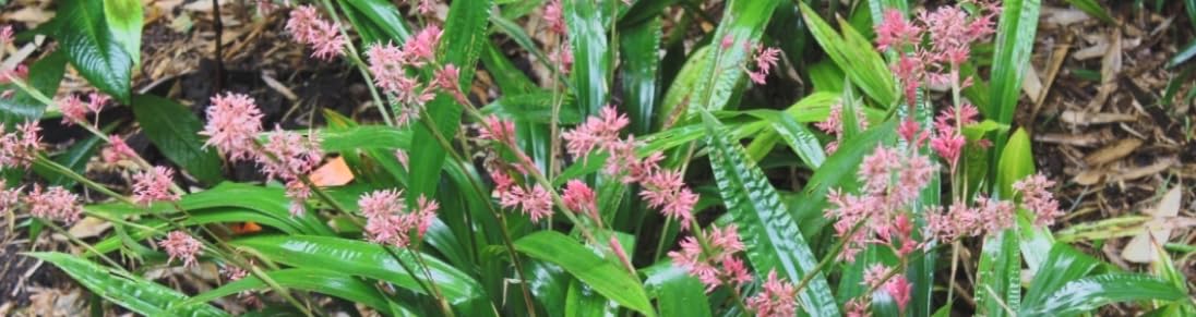 Carex scaposa Live Plant ā Chinese Pink Fairy Sedge ā Evergreen Ornamental Grass ā Pink Plume Flowers ā Shade Loving ā 3.5ā Pot ā Zones 7aā9b