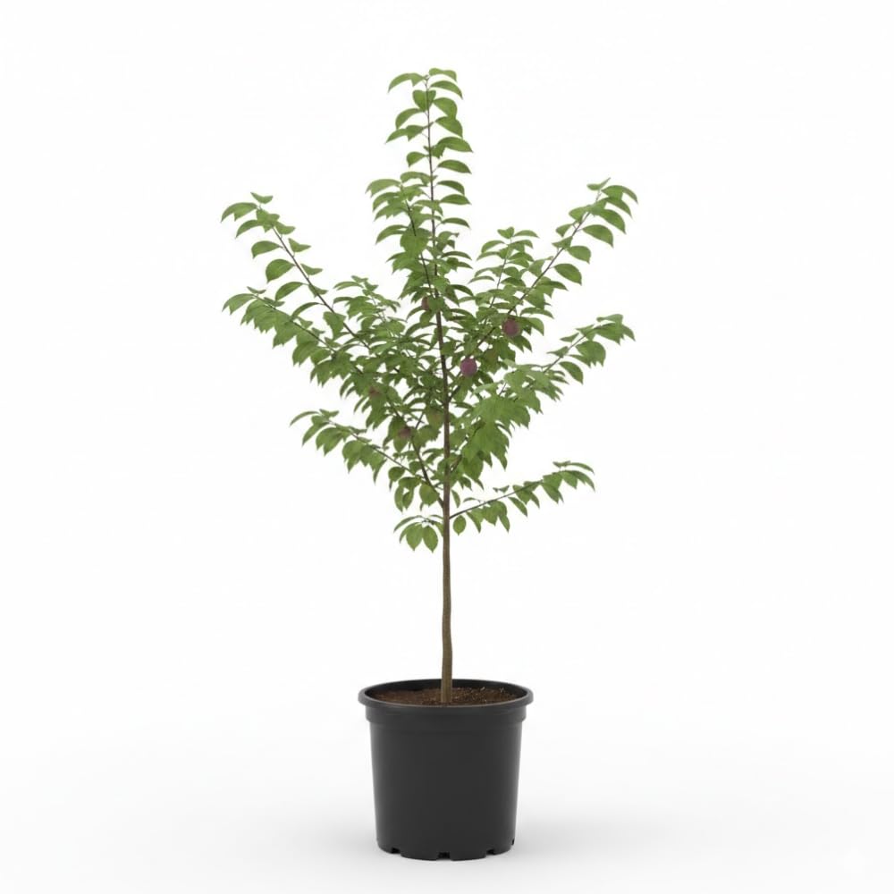 Santa Rosa Plum Trees Live Plants, Live Plum Tree in 3 Gal Pot, Large Plant from 3 Feet Tall, Sweet and Juice Fruit for Outdoor Gardening, No Ship to CA