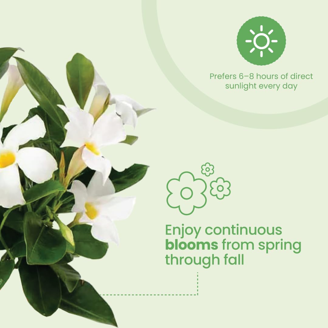 American Plant Exchange Dipladenia Bush 'White', 6-Inch Pot, Continuous Blooms, Easy-to-Care Live Plant for Indoor & Outdoor Use, Flowering Shrub Perfect for Landscapes, Container Gardens & Patios