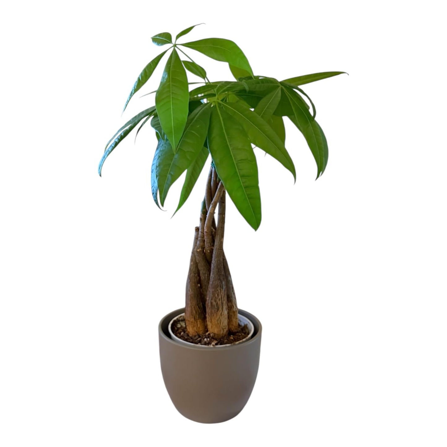 Hopewind Plants Shop Money Tree Live Plant | 14-22 Inches Tall Bonsai | Easy to Grow Indoor Houseplant | Home, Office, or Room Decor | Birthday, Housewarming Gift (Slate)