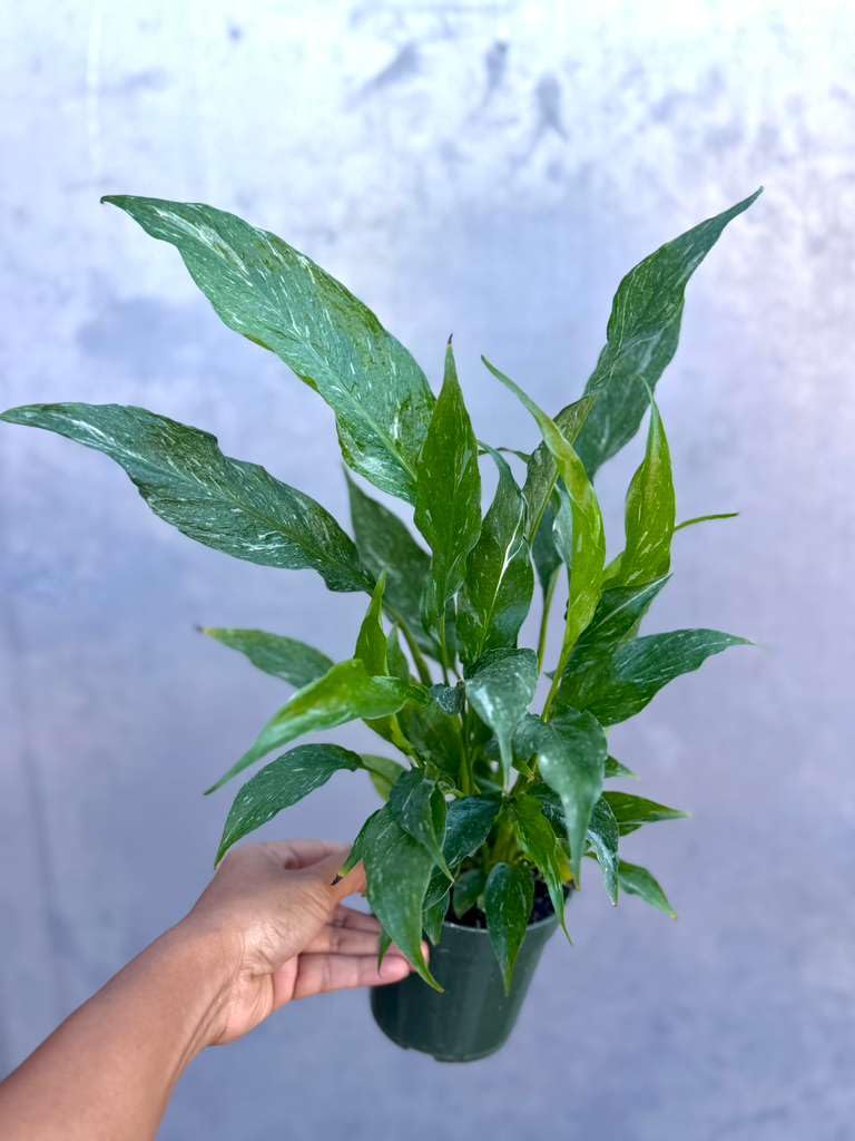 PLANTVERS Variegated Peace Lily in 4" Grow Pot – Spathiphyllum Variegata – Unique Live Indoor Flowering Plant – Easy Care, Air Purifying & Low Maintenance Tropical Houseplant