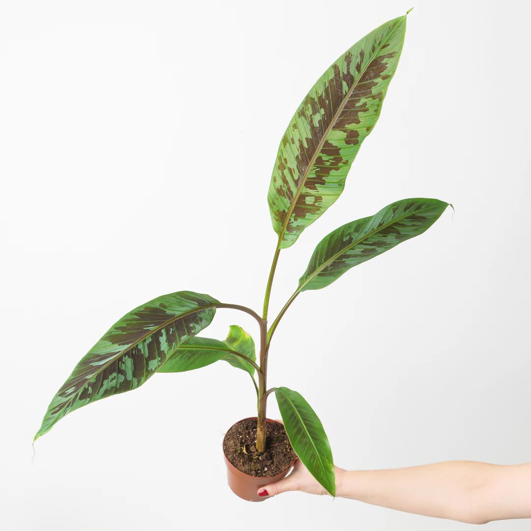 Zebrina Banana (Blood Banana) 5-9" Live Plant - Rare Red Variegated Foliage - Fast Growing Ornamental for Patio/Indoors - Tropical Rojo Accent