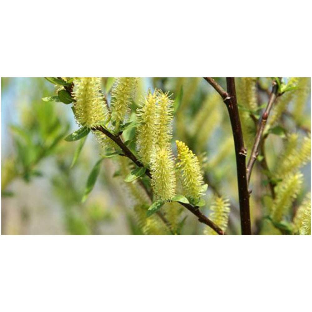 Weeping Willow - 1 Gallon Established Potted Plant - Salix babylonica, Fast Growing Tree, Shade Tree,