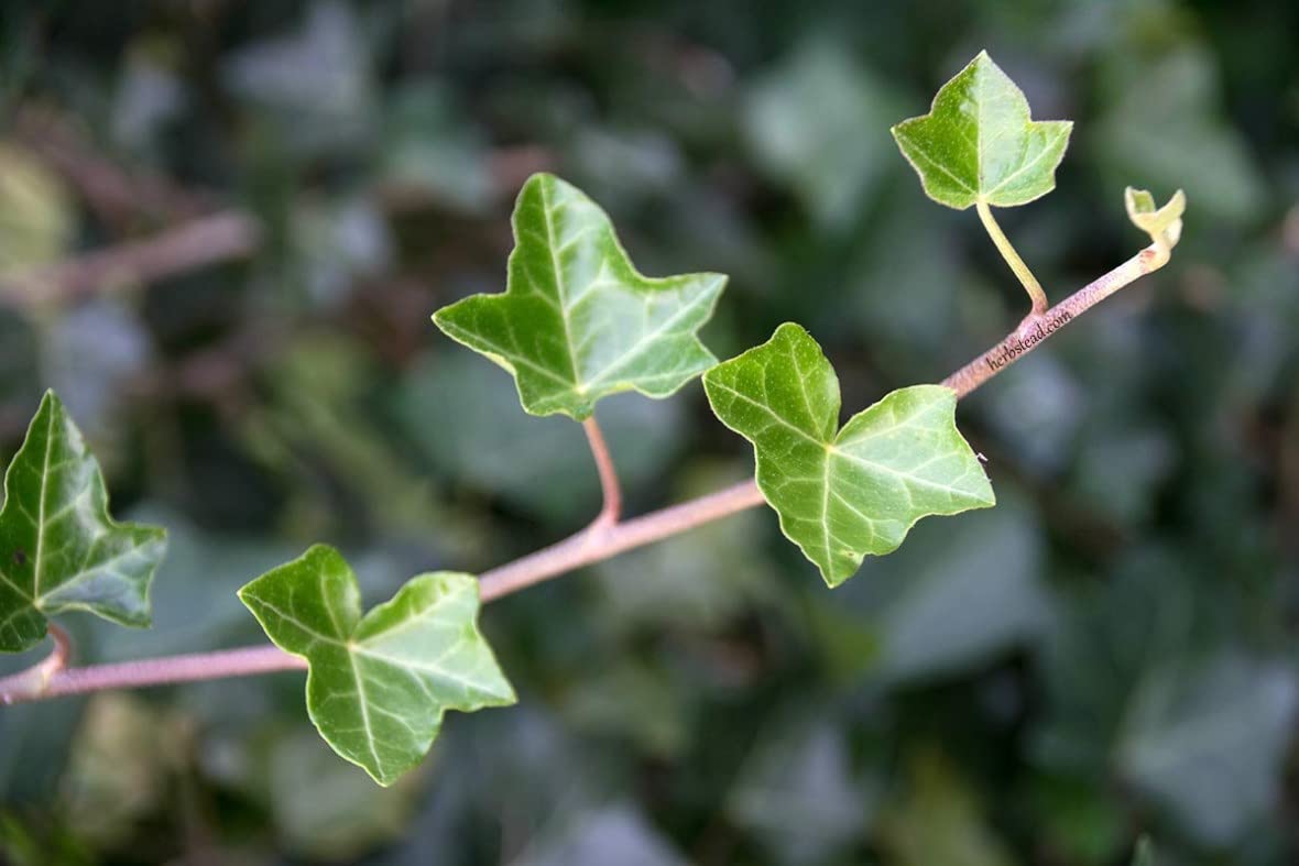 English Ivy Globe - Live Plant in a 4 Inch Pot - Hedera Helix - Florist Quality - Beautiful Easy Care Indoor Air Purifying Topiary Houseplant Vine