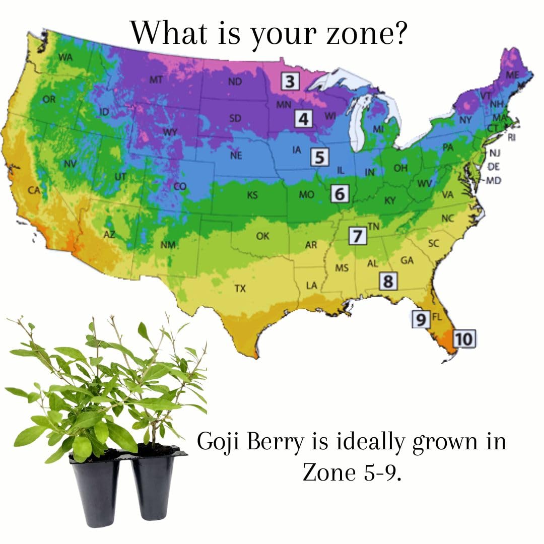 Goji Berry (Wolfberry) Plants (4 Pack) –Rare Berry Variety, Cold-Hardy to -10°F, Drought-Tolerant, Self-Fertile Yielding Sweet Red Berries Live Starter Plants for Planting