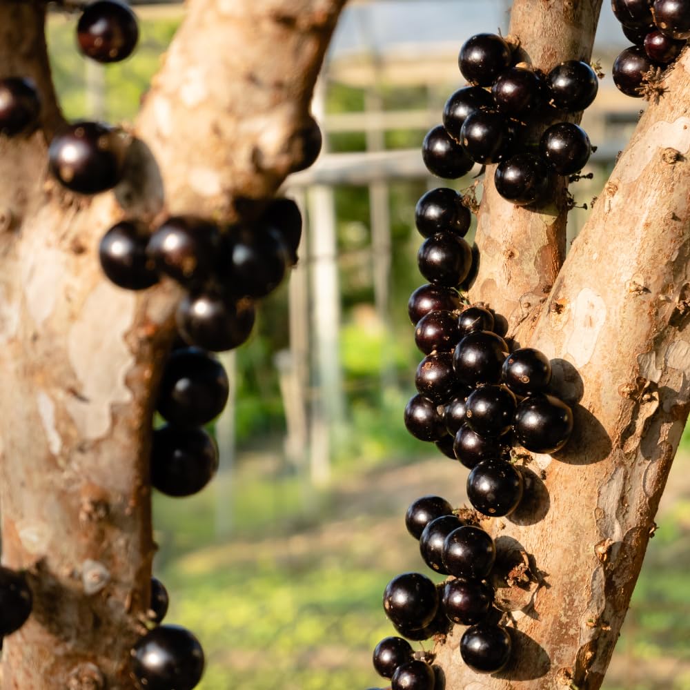 Sabara Jaboticaba Tree Live Plant, Jabuticaba Fruit Tree, Sweet and Edible Fruit for Outdoor Gardening, Starter Tree in Pot (One Gallon)