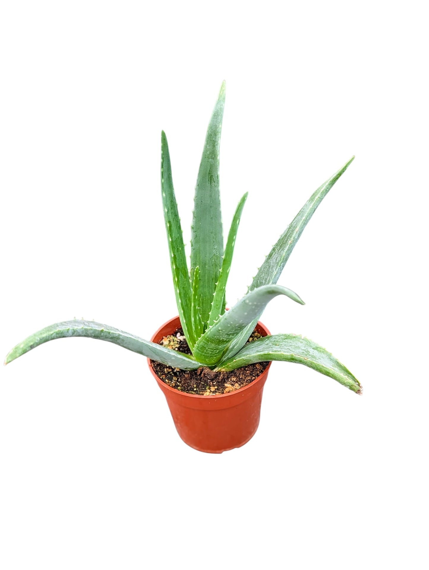 Aloe Vera Plant, Live Succulent in 4 Inch Pot, Indoor Houseplant