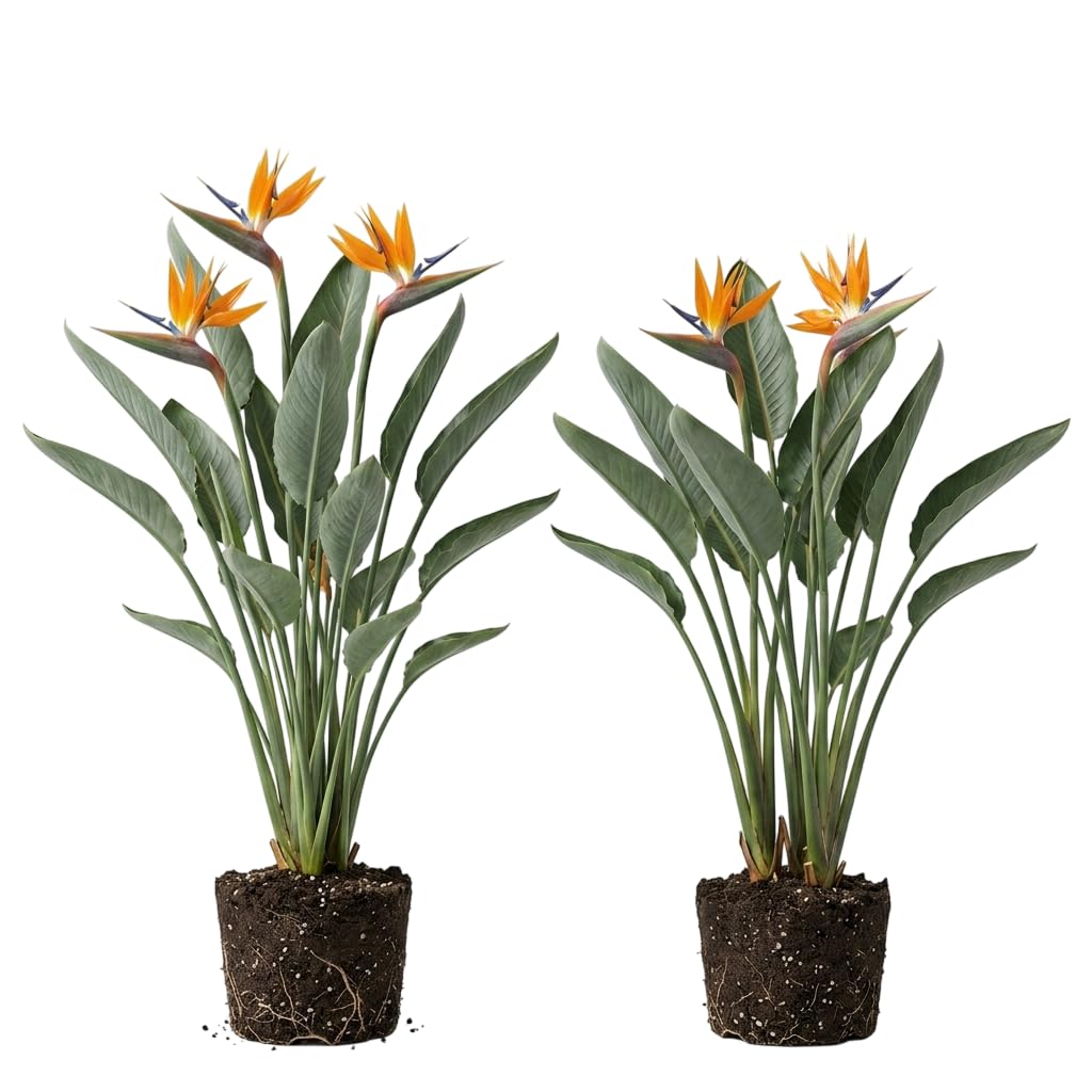 Set 2 Bird of Paradise Plants Strelitzia Flowers Plants Tropical Craneflower Plant 4-6 Inch Tall - Orange Bird of Paradise Flower