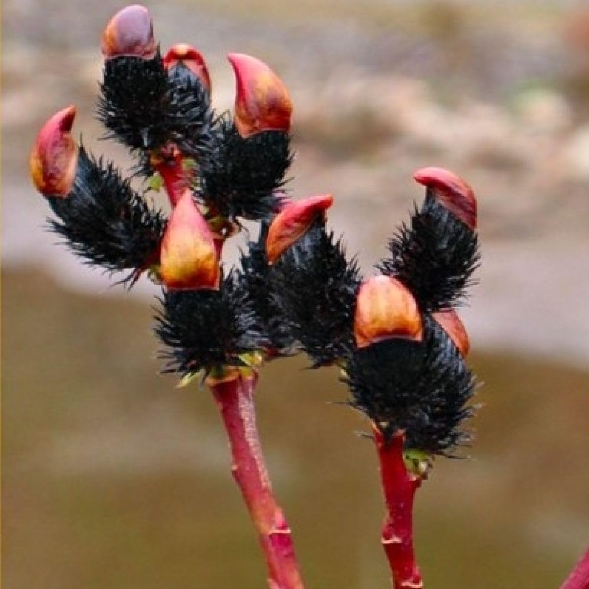 4 Black Pussy Willow Tree Cuttings to Grow - One of The Most Rare Catskin Willow Trees (4 Cuttings)