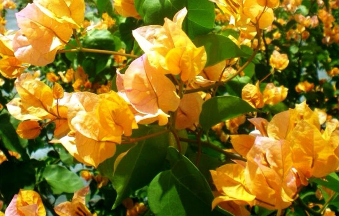 Live Plant - 4โ Pot of California Gold Rooted Bougainvillea Plant