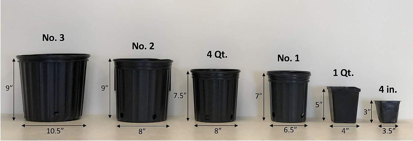 Perennial Farm Marketplace Verbena EnduraScape 'Hot Pink' (Vervain) Perennial, Size-#1 Container, Bright Fushia Flowers