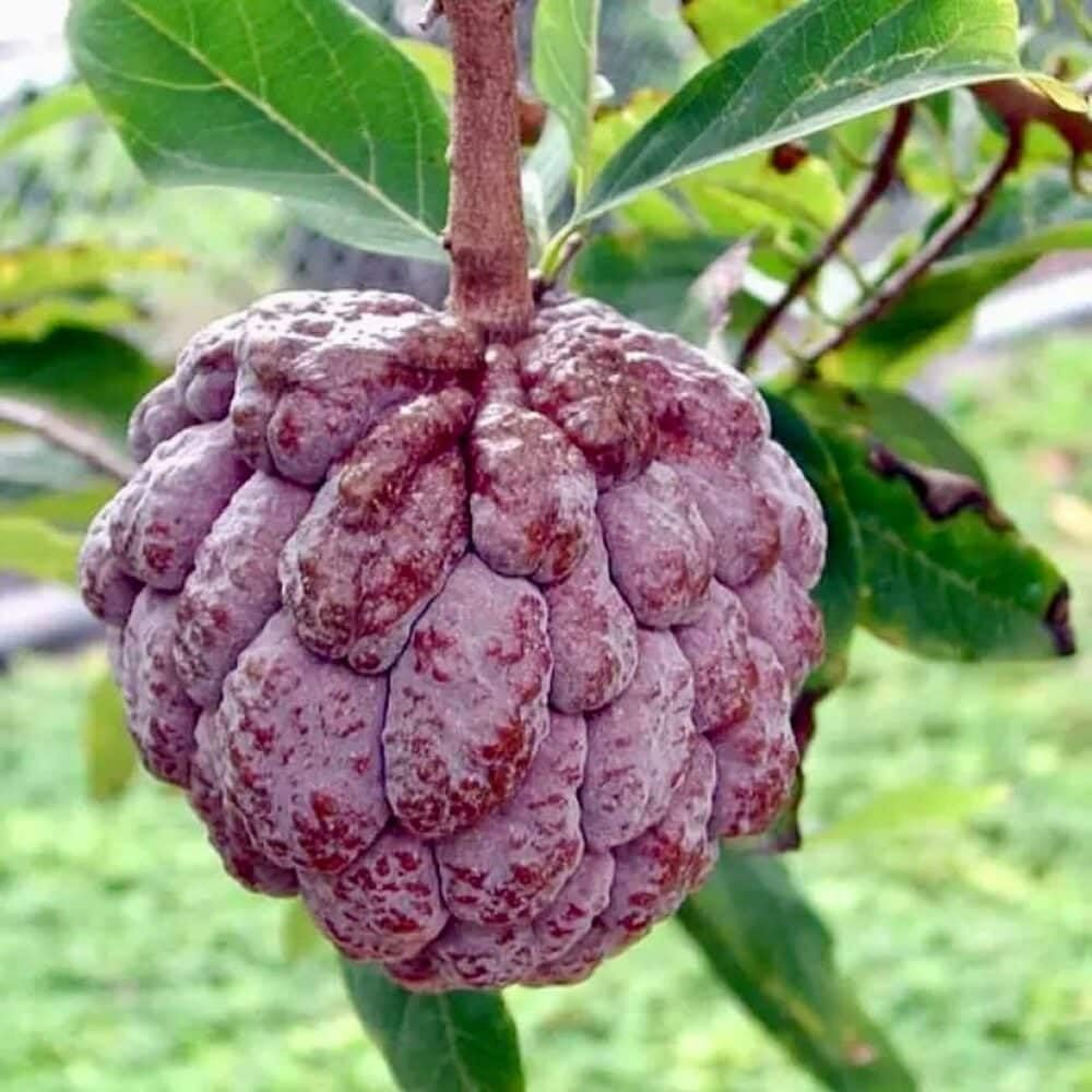 Live Plant - Red Sugar Apple (Annona Squamosa) Vibrant Live Fruit Tree 12β-24β Thriving