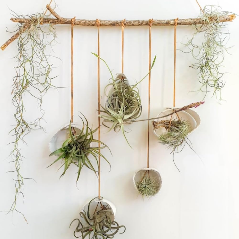 20 Tillandsia Air Plants, Live Succulents Indoor Plants, Assorted Airplants Variety for Decoration, Terrariums, and Office