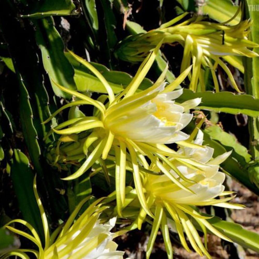 2 Yellow Dragon Fruit Tree Live Plant, 4 to 7 Inc, Live Dragon Fruit Plant, Sweet Fruit Plant Outdoor Garden, Without Pot