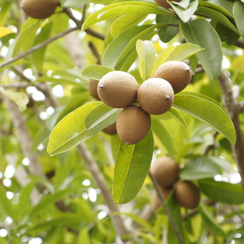 Sapodilla Tree Live 2 to 3 Feet Tall, Sapote Fruit Tree Plant for Growing, 3 Gallon Pot, No Ship to CA