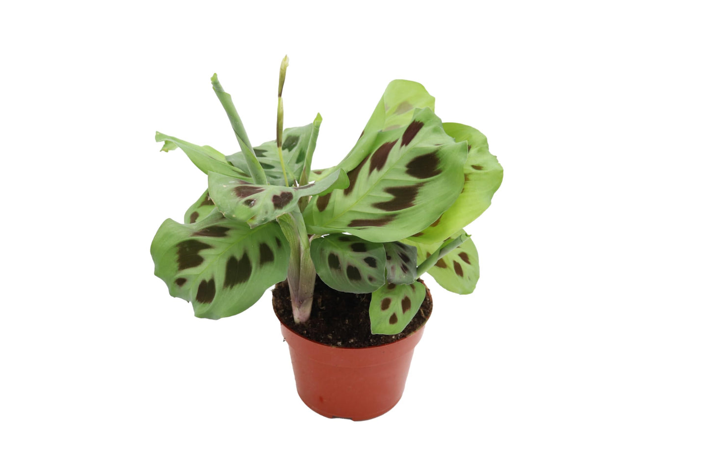 Green Maranta leuconeura ‘Kerchoveana’ - 4'' from California Tropicals