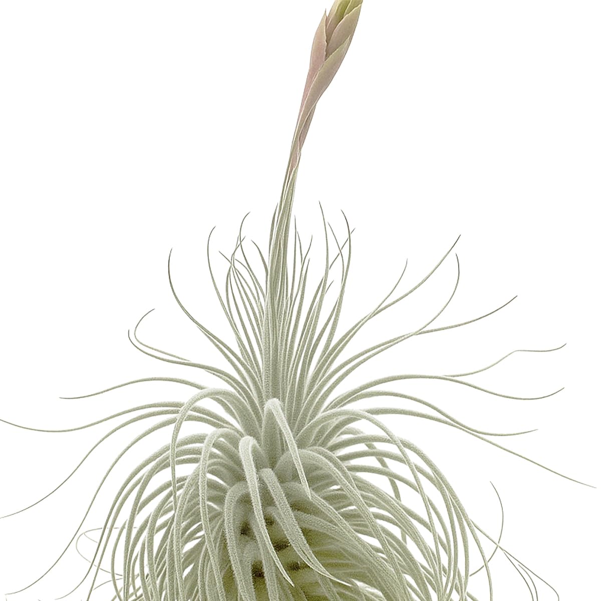 ragnaroc Live air Plant - Tillandsia Tectorum Air Plant 4-6" – 2ct – Unique Shape with Silvery Fuzz – Low Maintenance Houseplant – Perfect for Decor, Terrariums, Gifts - Live Arrival Guaranteed