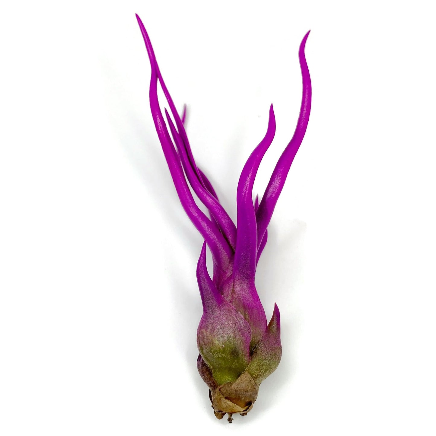 Bulbosa Air Plant, Guatemala Tillandsia Live Airplant, Healthy Arrival Guaranteed, Great Indoor Plant, Home Decor & Gift (Pink)