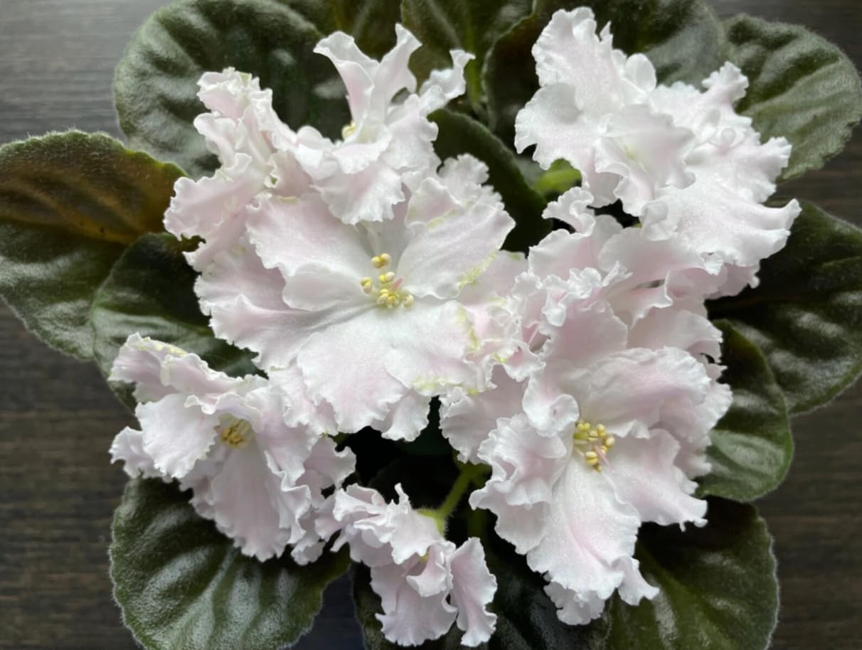 2 White African Violets Live Plants, Random White Flowers, Indoor Flower Plant, Blooms All Year Round 4 Inch Pot