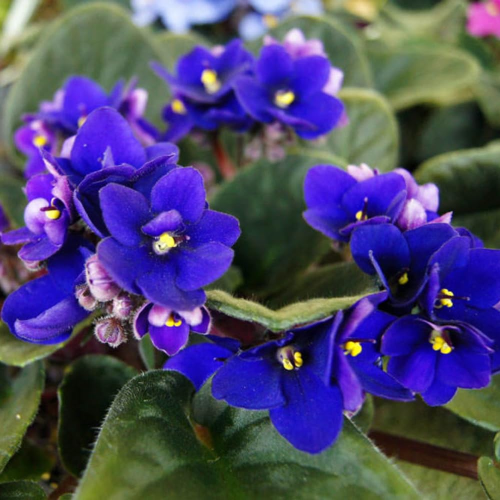 Blue African Violets Live Plants, African Violet Plant, 4 Inc Pot