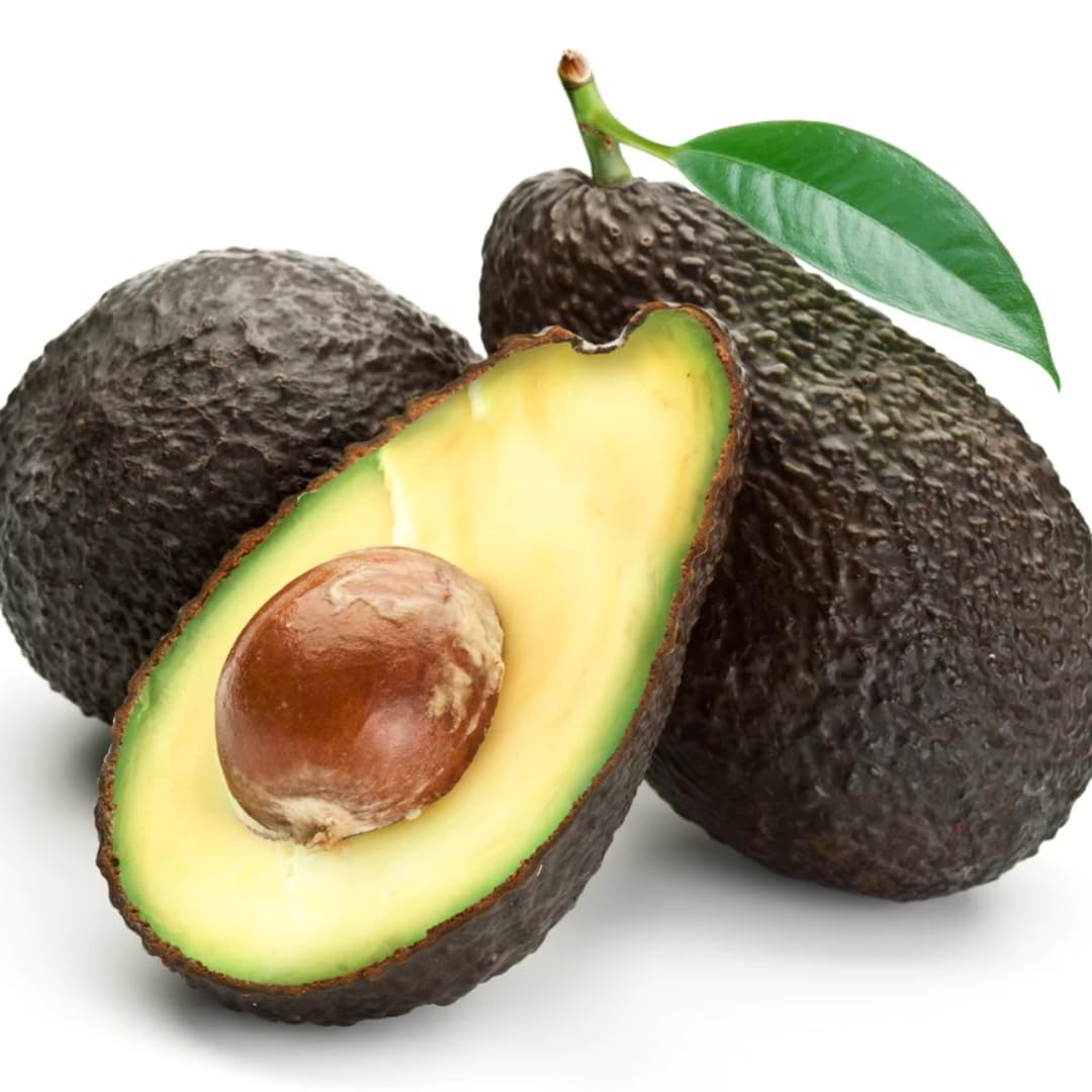 2 Years Old HASS Avocado Tree Live Plant Grafted Ready to Bear Fruit, 12-24 Inches Tall in 3 Gallon Pot, No CA