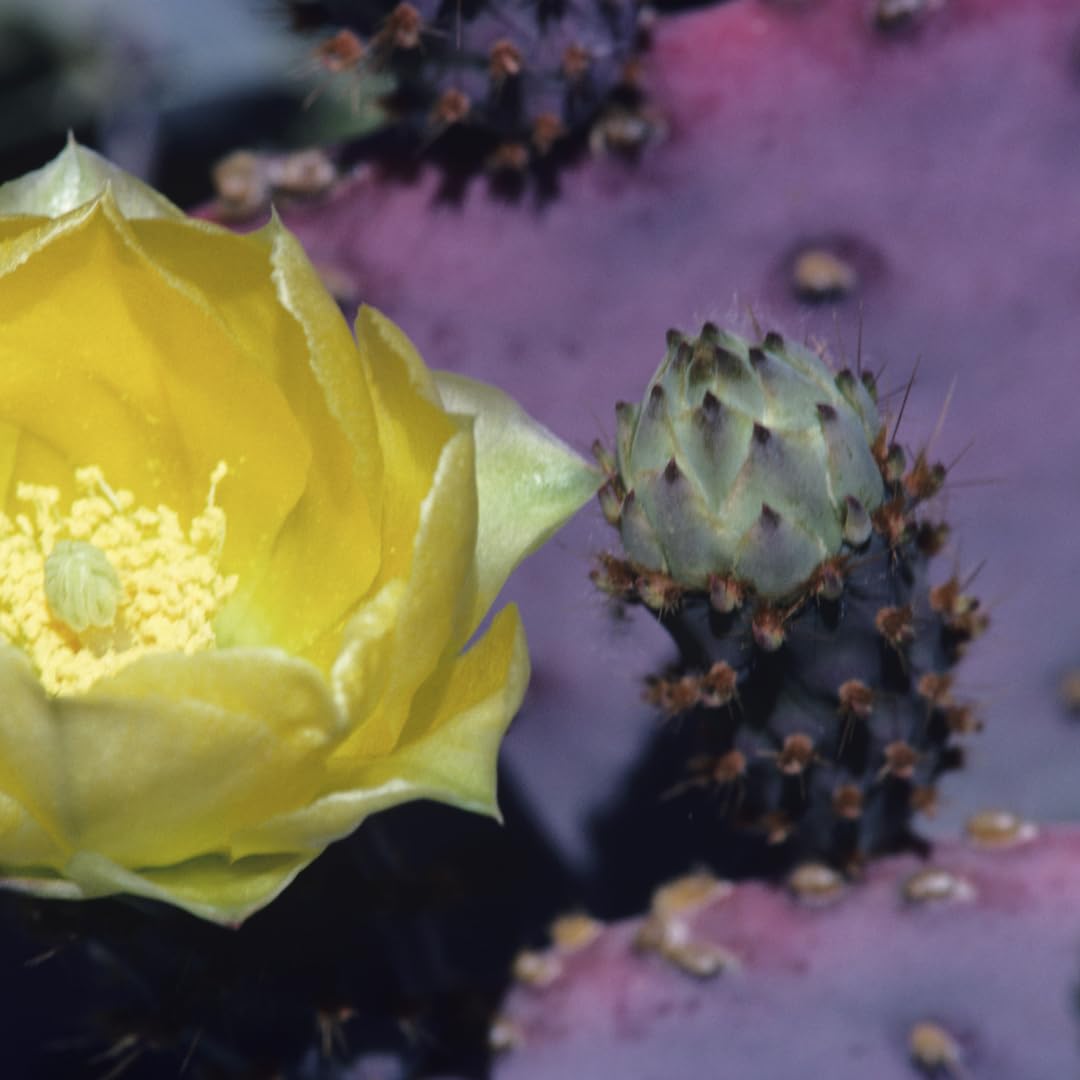 Live Purple Prickly Pear Cactus Plants, Hardy Perennial Succulents Plant, 3.5 Inch Pot for Outdoor Garden