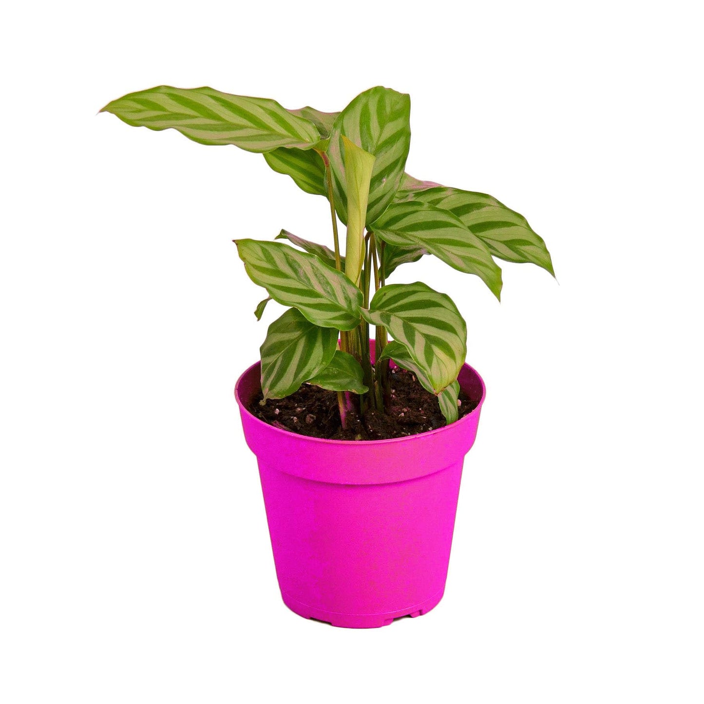 Calathea Concinna 'Freddie' - 4" Pot in 4in Pot - Live Tropical Houseplant - Easy to Grow | Air Purifying | Pet Friendly | Variegated | USA Growers | The Snobby Leaf