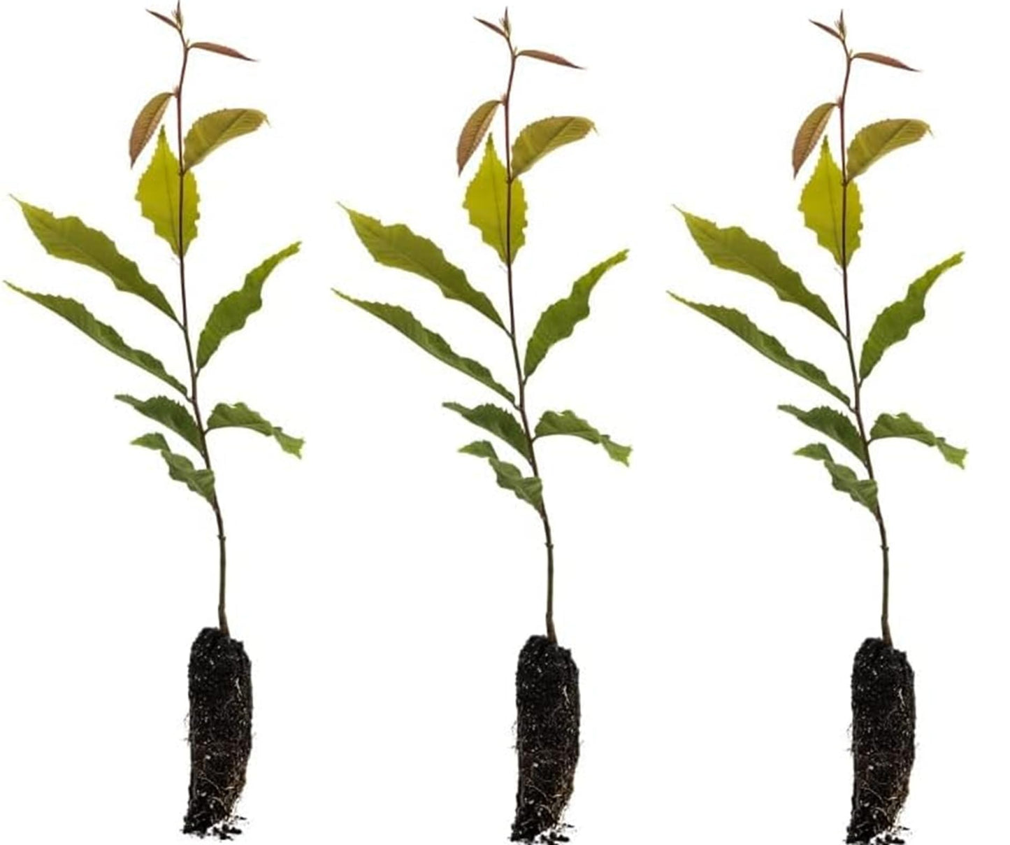 5 Chestnut Trees Live Plants for Growing ā Hardy Nut-Bearing Trees for Home Orchards & Landscaping ā Fast-Growing Chestnut Saplings