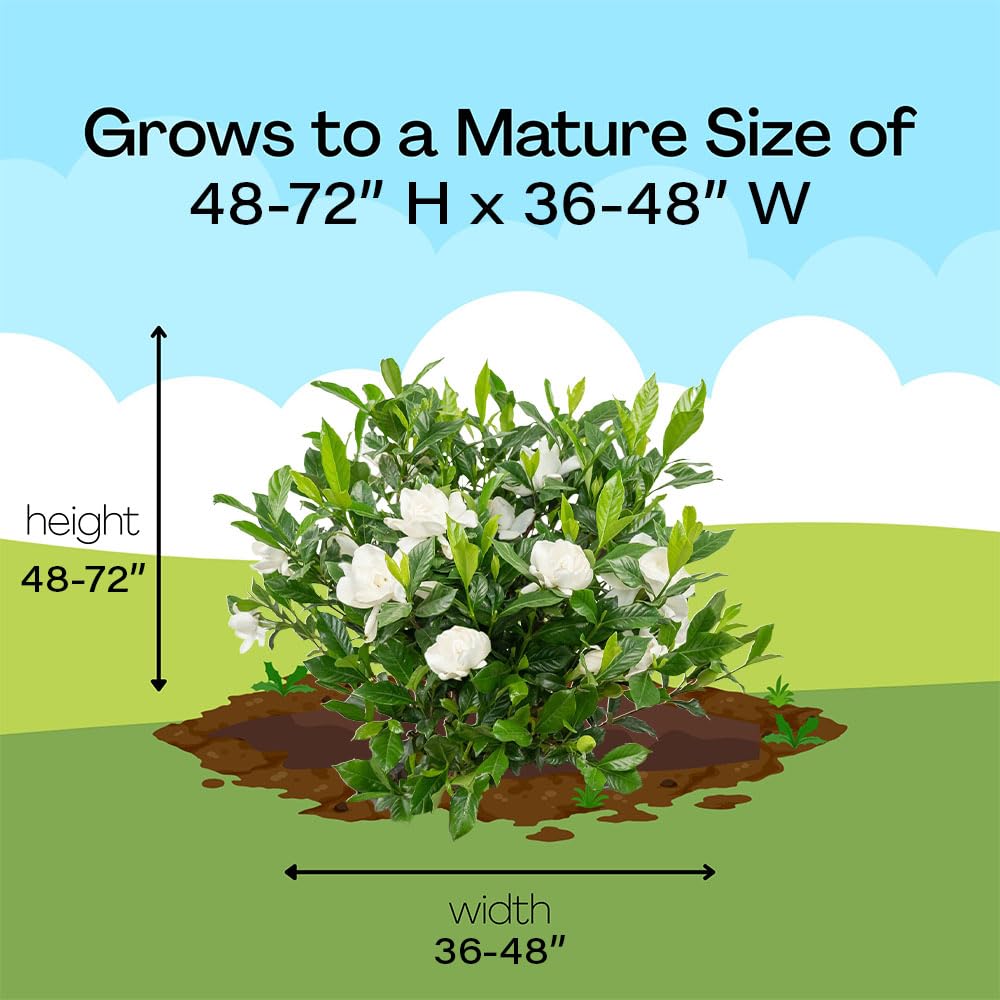 Gardenia 3 Gal. August Beauty Gardenia Shrub