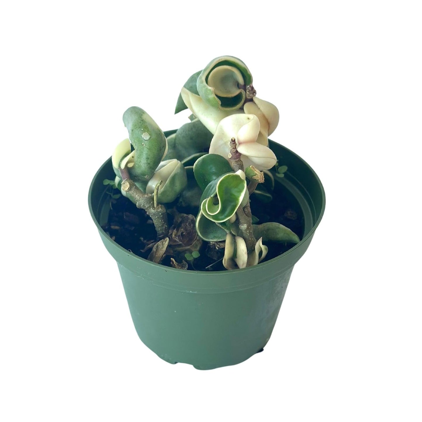 Live Plant Hoya Compacta Hindu Rope Variegated – 4” – Unique Trailing Houseplant with Twisted, Cream-Edged Foliage – Easy Care Indoor Plant (Heat Pack Included)