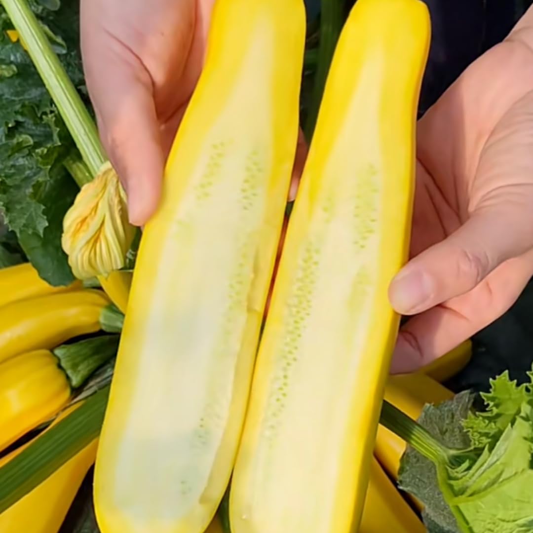 Set 2 Zucchini Plants Live for Planting, Squash Plants Pot 4 Inc, Yellow Vegetable Plants Live Indoor Outdoor