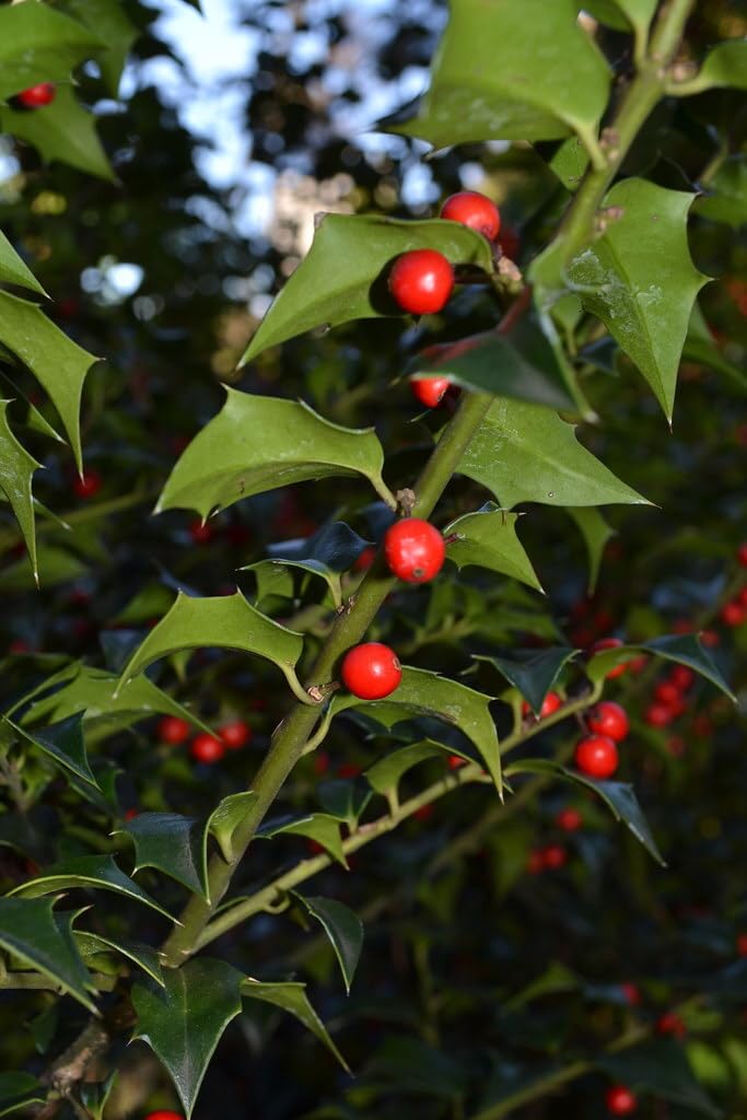 Live Plant - Dragon Lady Holly Shrub/Bush/Tree β 6-12" Tall Seedling β Live Plant - 3" Pot