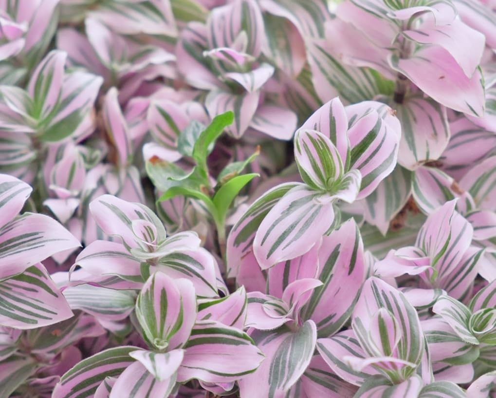4 Lavender Wandering Jew Cuttings to Grow - Lavender Fluminensis Variegated Tradescantia - Easy to Grow Wandering Jew, Wandering Dude