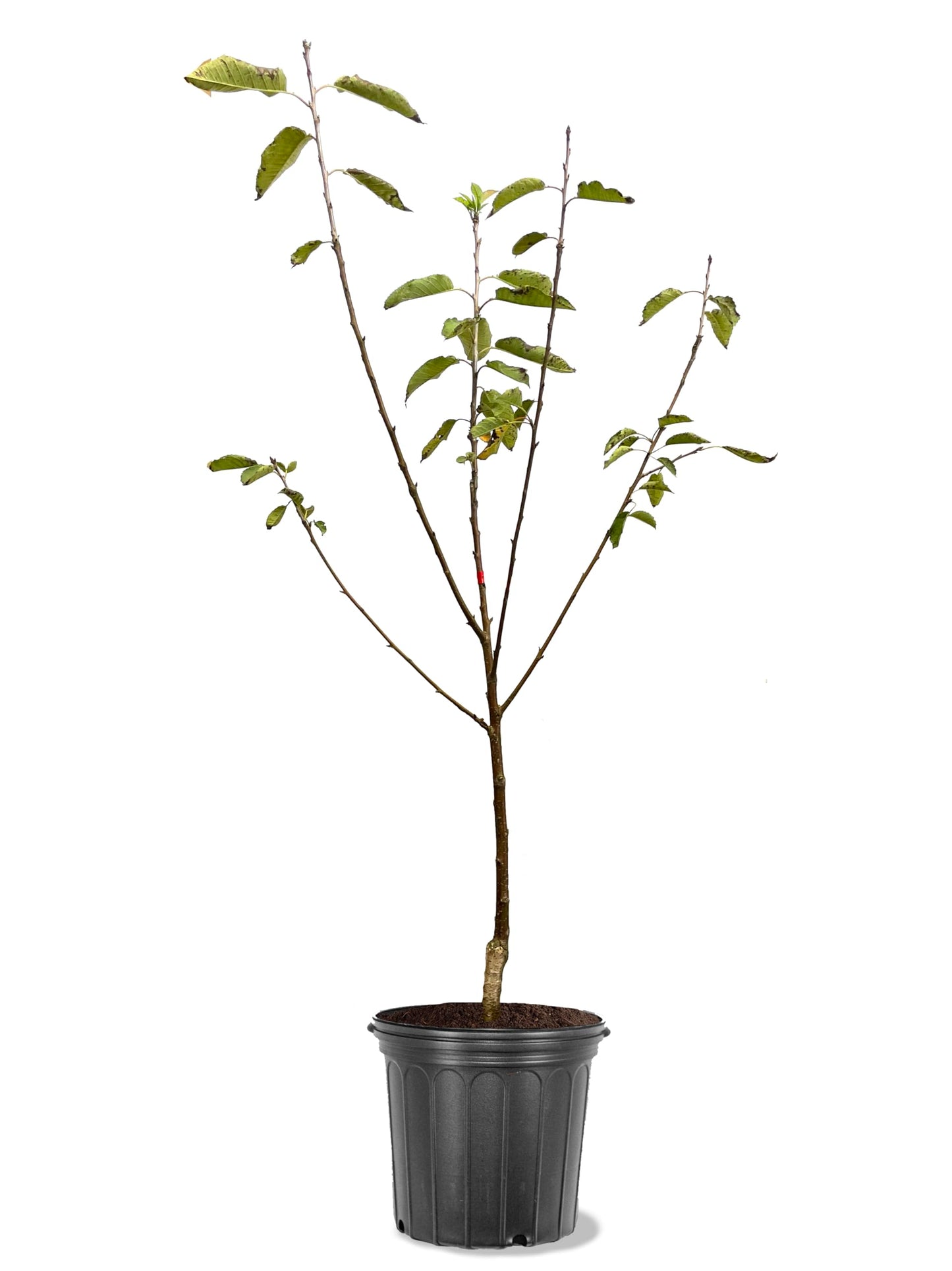 American Plant Exchange Cherry Tree 'North Star' – Live Fruit-Bearing Plant, 7-Gallon Pot, Cold Hardy, Tart Edible Cherries for Outdoor Orchards and Landscapes