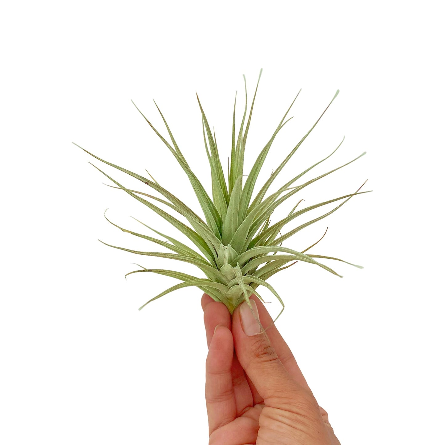 ragnaroc Air Plants - Flowering Tillandsia Lilla Lilac, Large 5" - 3ct - Live Arrival Guaranteed - House Plants for Home Decor & Gift