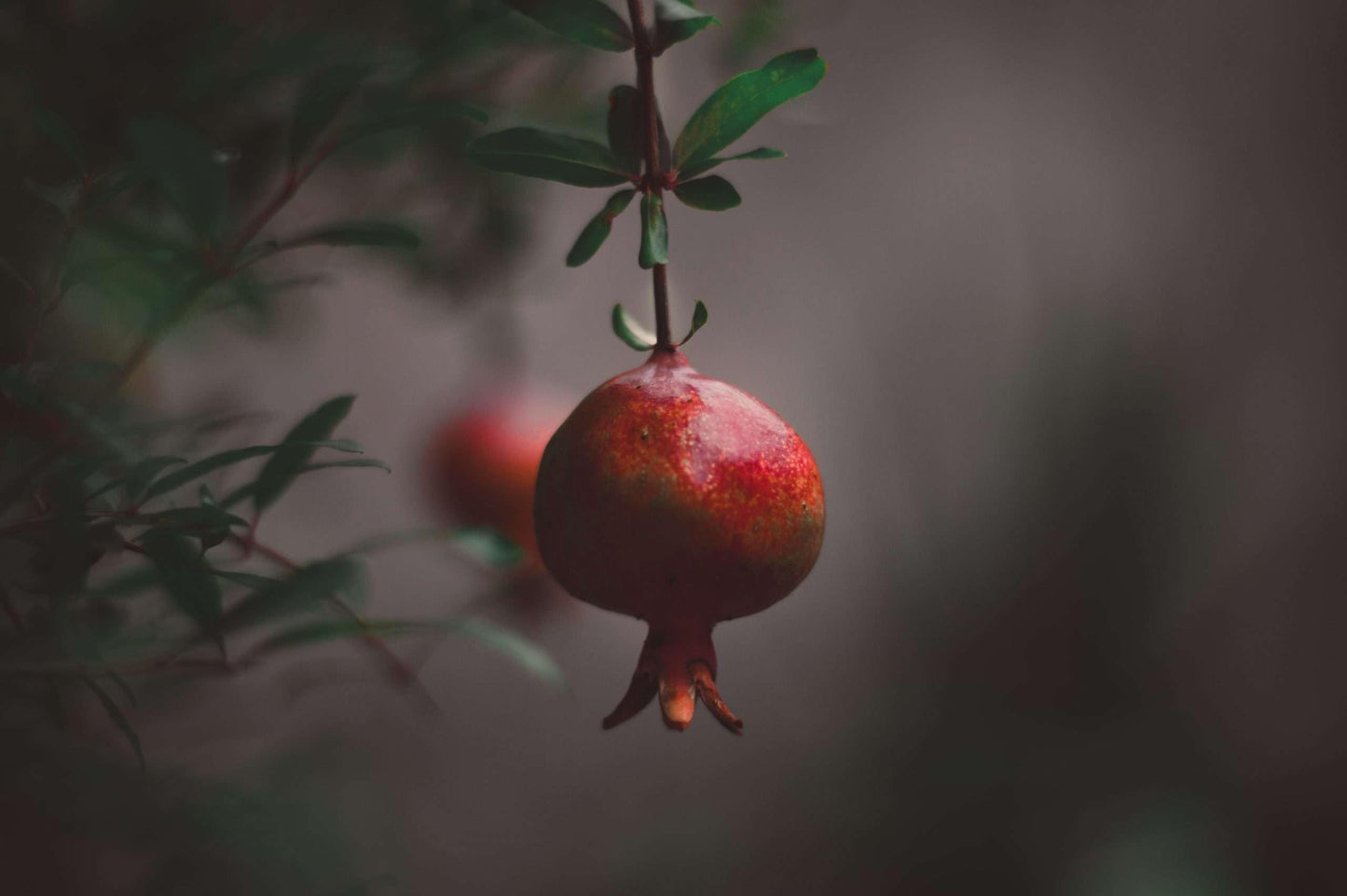 Live Plant - Pomegranate Tropical Fruit Tree 24β-36β