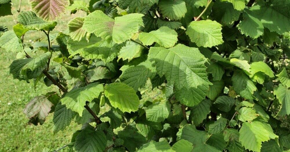 DESBEBE Live Plant - American Hazelnut Tree Plants 18 to 24 INCHES 2 to 3 Year Old, Green