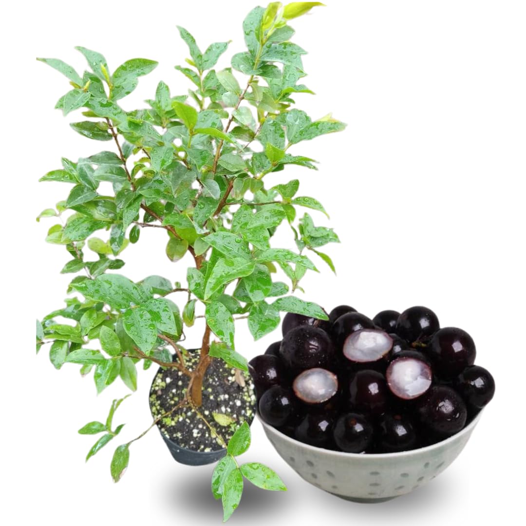 Black Jaboticaba Tree Live Jabuticaba Plant, 2-3 Ft Tall in Gallon Pot, 2 Years Old Brazilian Grape Tree for Planting, Rare Tropical Fruit Trees Outdoor Planting