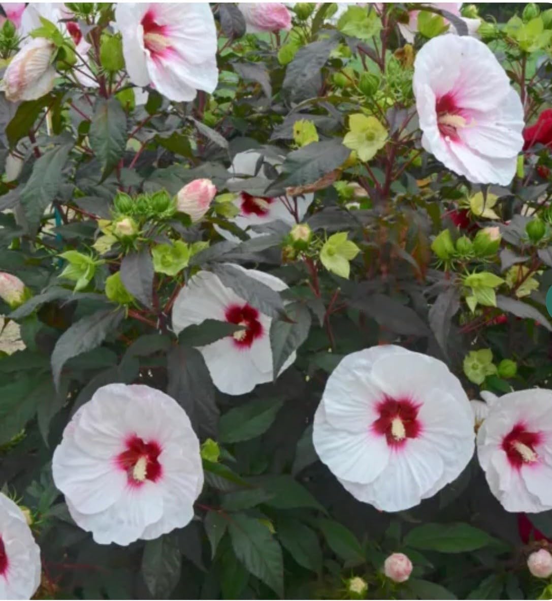 Live Plant - Mocha Moon Hibiscus moscheutos-Small Rooted Starter Plant-Huge 8-10โ Blooms