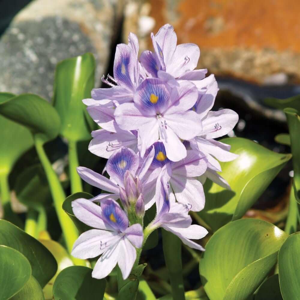 Three (3) Live Water Hyacinth Plants, Eichhoria Crassipes, Floating Aquatic Pond Plants, Pack of 3