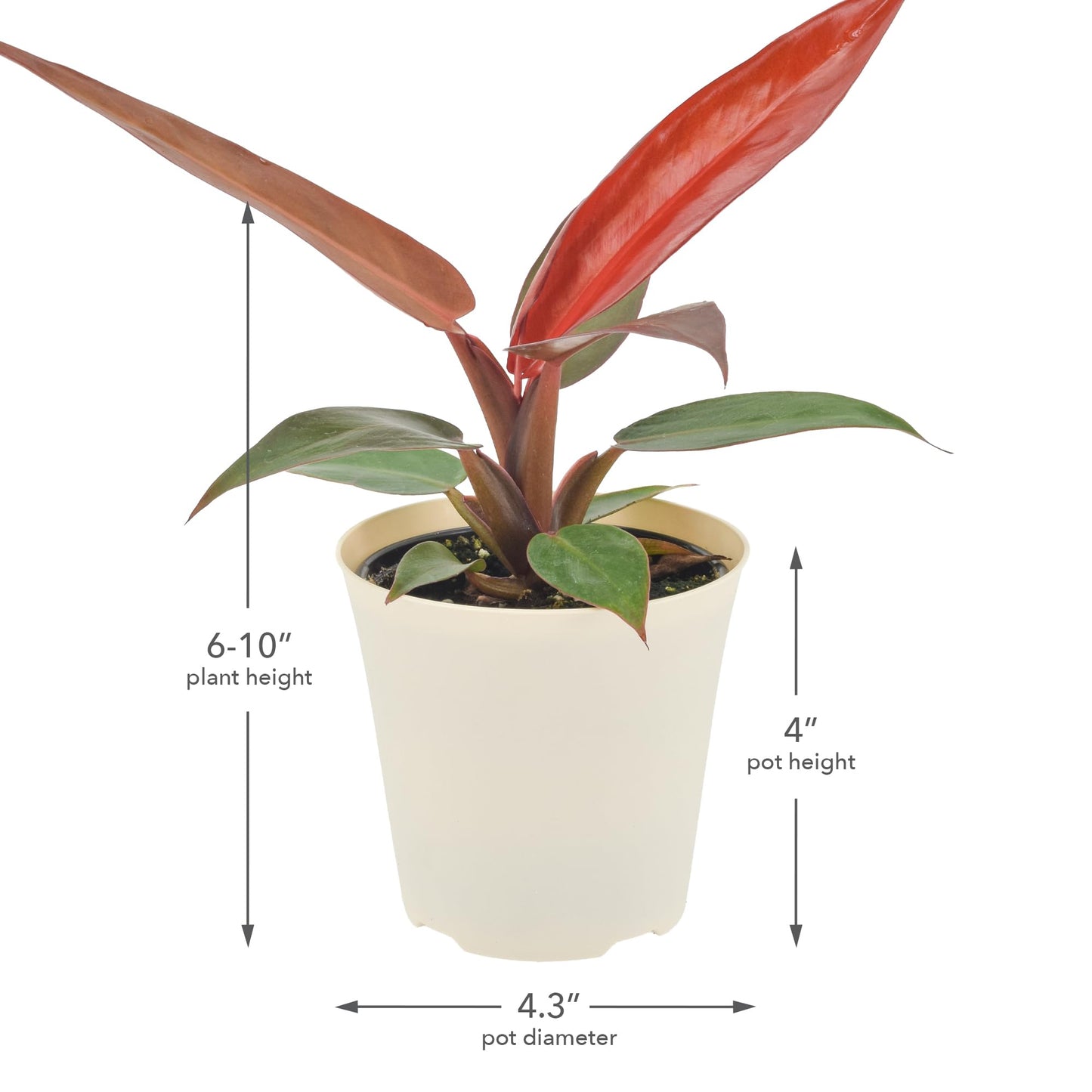 Arcadia Garden Products Live Sun Red Philodendron Rare Indoor Houseplant in Plastic Pot, Tropical Plant Collector Gift for Home and Garden Decor, 4-inch, Beige