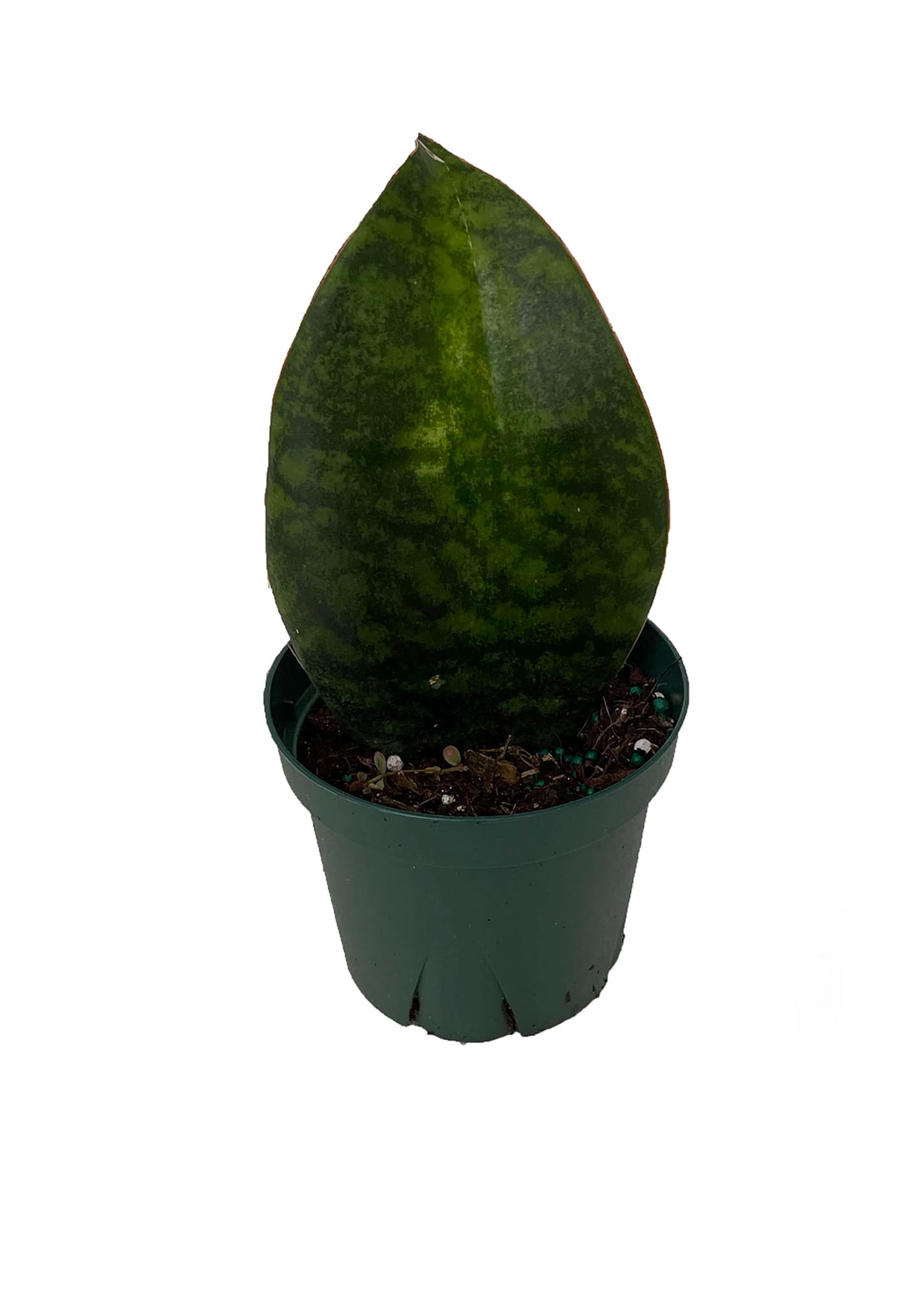 Shark Fin Snake Plant - Whale Fin - Sanseveria masoniana - 5" Pot - Collector's