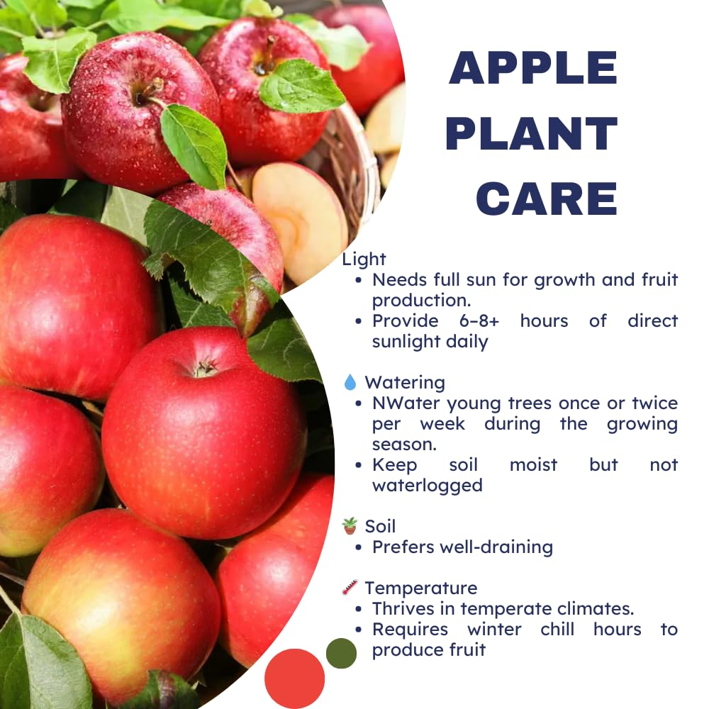 Honey Crisp Apple Tree Live Plant, Apple Plant Live for Planting, Bareroot 2-3 Feet Tall, Apple Fruit Tree Ready to Grow Your Garden