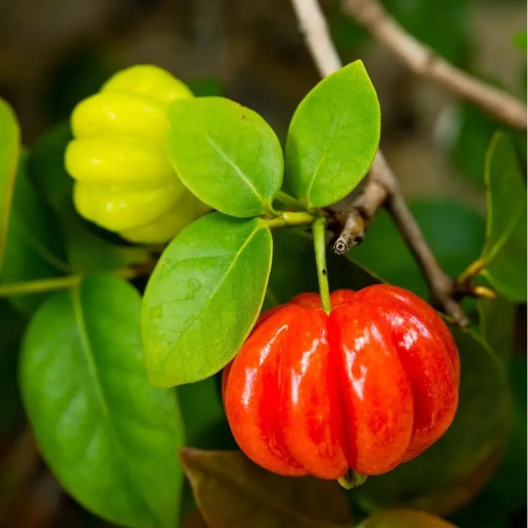 Surinam Cherry Trees Live Plant, 5-7" in Tall, Sweet Cherry Fruit Tree, Cherry Bush Live Plants, Bareroots, Cold Hardy