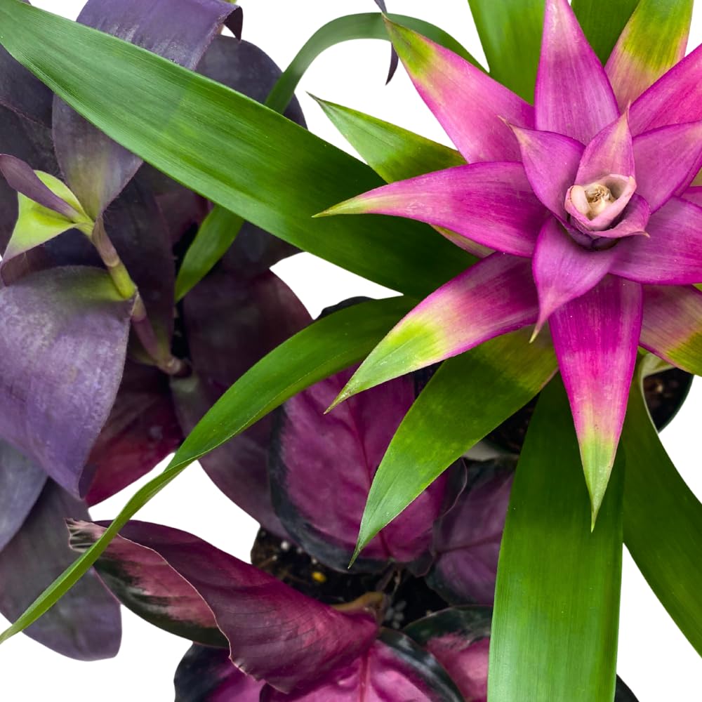 BubbleBlooms Purple House Plants Foliage Assortment Set of 3 in 4 inch pots